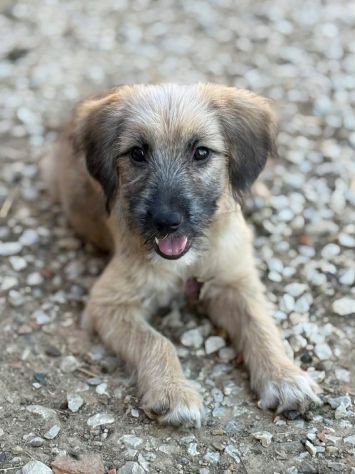 MARLENE, cucciola timidina cerca posto sicuro. TG PICCOLA - Foto 6