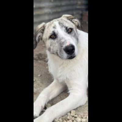 VALENTINO CUCCIOLONE IN ADOZIONE - Foto 8
