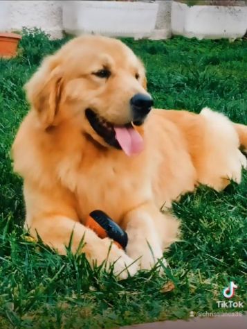 Golden Retriever Americano con Pedigree - Foto 2