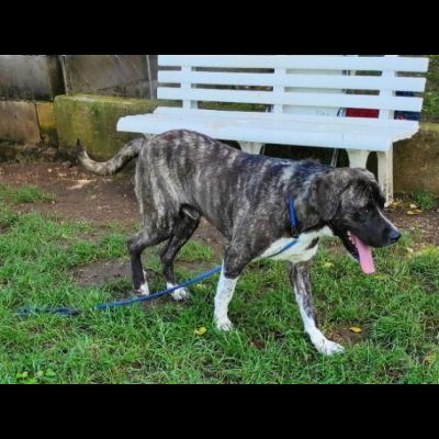 ZENO SOCIEVOLE E COCCOLONE CANE IN ADOZIONE - Foto 9