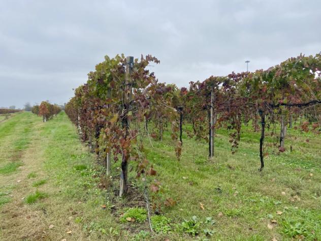 C025. TRA CARPI E CAMPOGALLIANO. TERRENO AGRICOLO USO VIGNETO PRODUTTIVO. - Foto 2