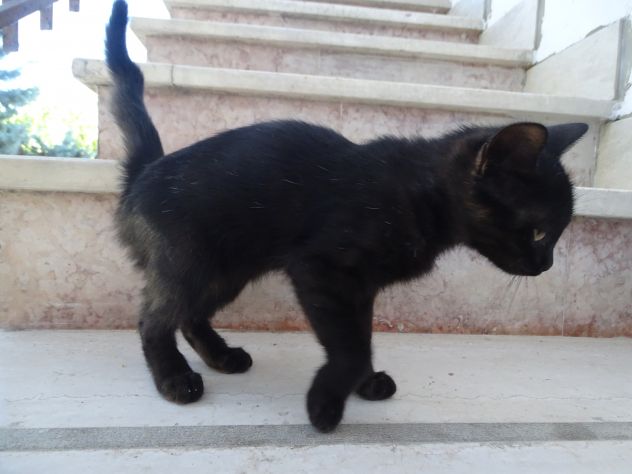 Gattina - Foto 3