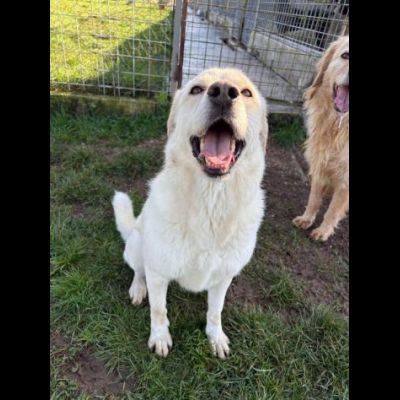 LA DOLCEZZA IN GABBIA, mix labrador CAGNOLINA IN ADOZIONE taglia media - Foto 6