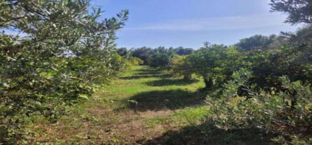 Immobile in asta di 584352 m² in vendita a Ispica - Foto 7