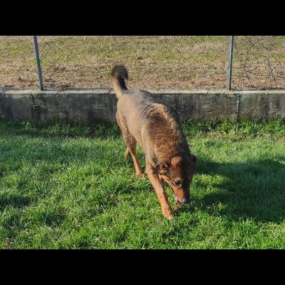 GIOI FESTOSO E AMOREVOLE CANE IN ADOZIONE - Foto 6