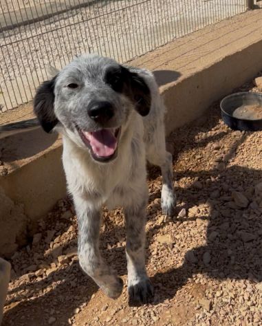 Ultimi 3cuccioli 7mesi  SENZA RICHIESTE. BARI - Foto 5