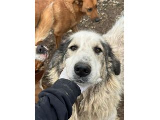 GRISU', dolce gigante cerca famiglia!