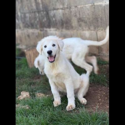 NATAN meraviglioso cucciolo in adozione - Foto 4