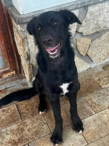 Brunello cucciolo - Foto 5