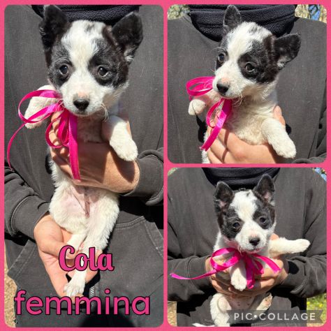 Regalo cuccioli taglia piccola - Foto 5
