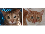 CICCIO e LUNA, maltrattati, cercano serenità