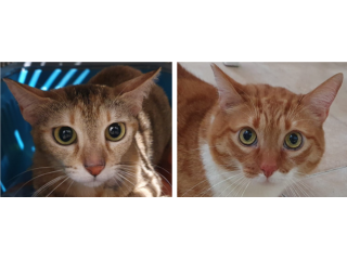 CICCIO e LUNA, maltrattati, cercano serenità