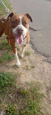 Amstaff dolcissima adulta rimasta sola in 1roulotte! SARDEGNA - Foto 3