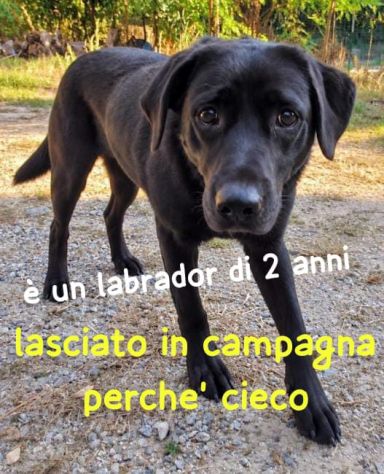 ARON LABRADOR RETRIEVER 2 ANNI - Foto 2
