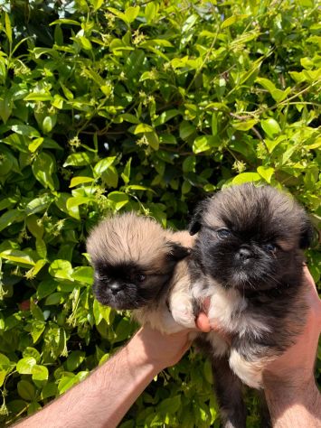 Cuccioli di Pechinese - Foto 3