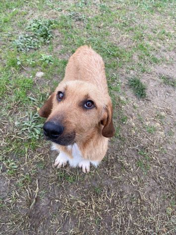 CHESTER SIMIL SPINOCINO CANE IN ADOZIONE TG MEDIO CONTENUTA - Foto 5