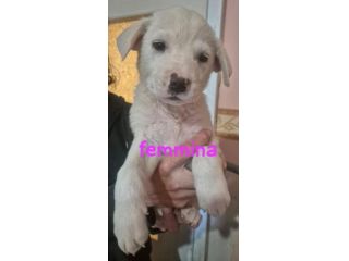 CUCCIOLI 3 MESI taglia media