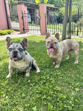 Cuccioli bulldog francese esotico