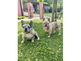 Cuccioli bulldog francese esotico