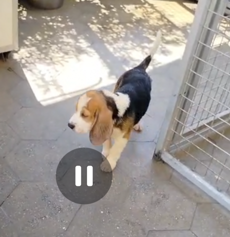 Regalo cuccioli di Beagle maschi