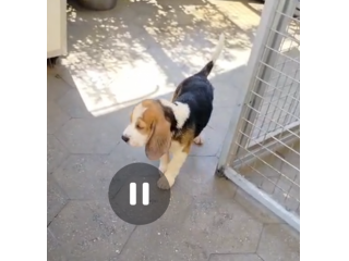 Regalo cuccioli di Beagle maschi