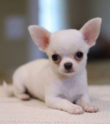 CHIHUAHUA TOY CUCCIOLI BIANCHI - pagamento agevolato
