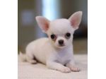 CHIHUAHUA TOY CUCCIOLI BIANCHI - pagamento agevolato