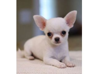 CHIHUAHUA TOY CUCCIOLI BIANCHI - pagamento agevolato