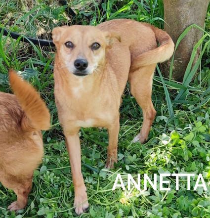 Annetta taglia piccola 10 kg