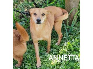 Annetta taglia piccola 10 kg