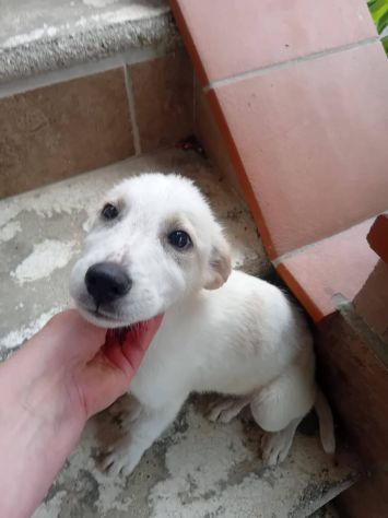 Malu cucciolo adozione del cuore - Foto 2