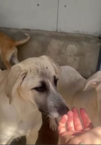 SAVERIO CUCCIOLO IN ADOZIONE - Foto 8