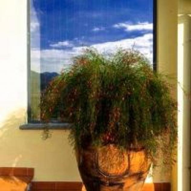 B & B Il Trebbio