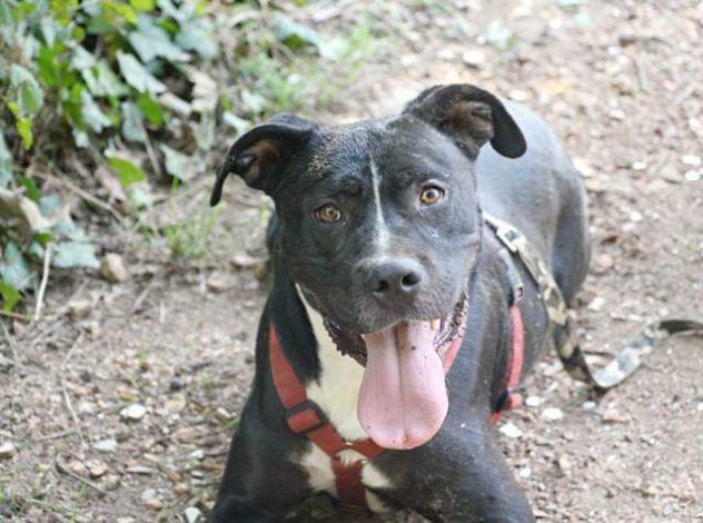 Dyami dolcissimo incrocio pitbull - Foto 3