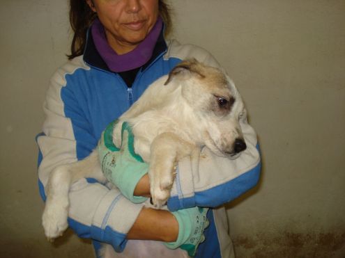 NANETTA E CIOPPI, due cuccioli in cerca di casa - Foto 4