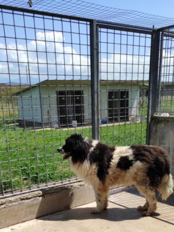 DUE MERAVIGLIE DIMENTICATE: CANI IN ADOZIONE - Foto 8