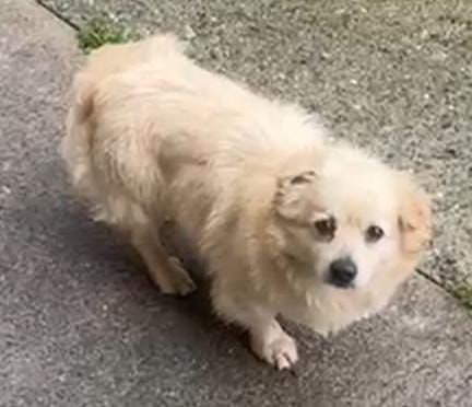 NESSUNO TORNERA’ A CASA DA LUI ZIGULì 3 ANNI 8 KG taglia piccola - Foto 2
