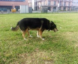 BIRILLO, adozione urgente - Foto 4