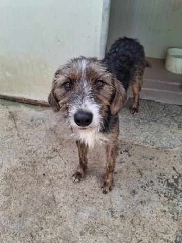 POLDO 11 MESI SIMIL SPINONE IN CANILE - Foto 6