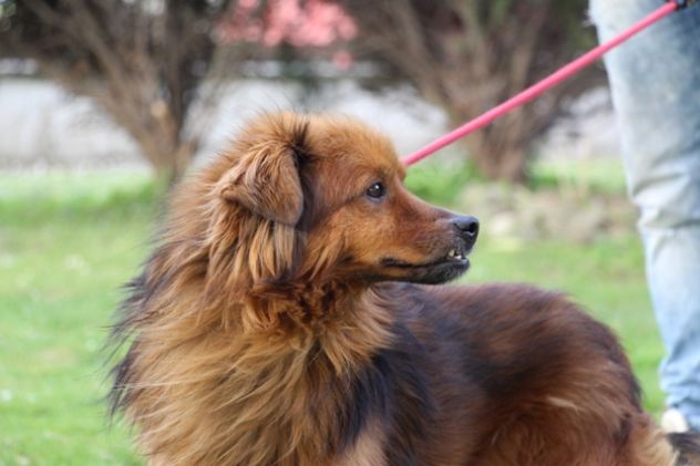 MUSETTO, tenero cagnolino - Foto 4