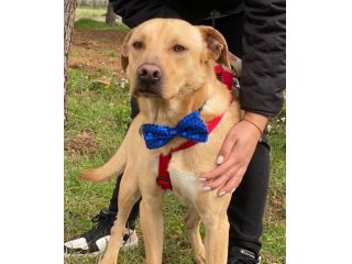Tuono cucciolo di 2 anni in adozione