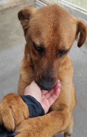 CAGNOLINO CERCA CASA - Foto 2