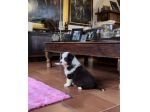Border collie cuccioli di alta genealogia