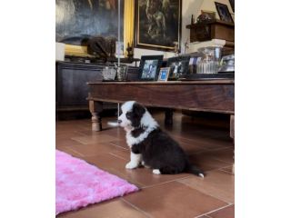 Border collie cuccioli di alta genealogia