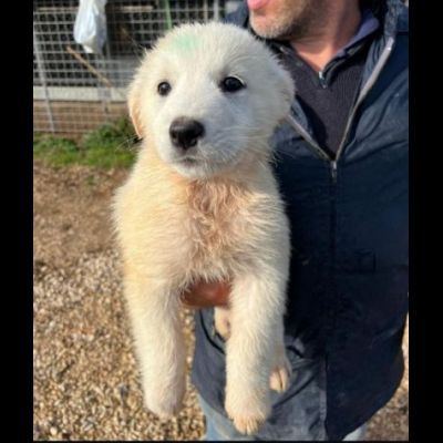 MIRKO DELIZIOSO CUCCIOLO IN ADOZIONE