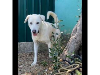 CAGNOLINO CERCA CASA: HOTSPOT GIOIOSO E SOCIEVOLE