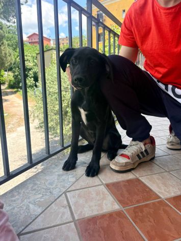 Charlie cucciolo - Foto 2
