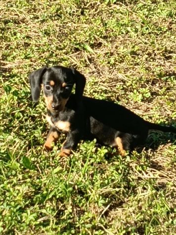 BASSOTTO NANO NERO FOCATO CUCCIOLI - Foto 3