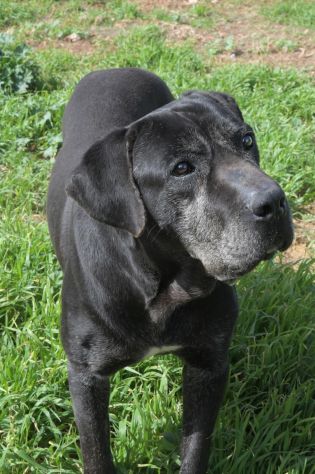 Geppetto il dolcissimo cane corso