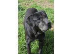 Geppetto il dolcissimo cane corso